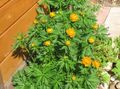 Градински цветове Аблен, Trollius оранжев снимка