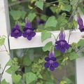 fialový Kvetina Twining Papuľka, Postupný Gloxínia fotografie a vlastnosti