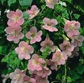 ružová Kvetina Twining Papuľka, Postupný Gloxínia fotografie a vlastnosti