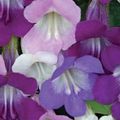 halványlila Virág Twining Tátika, Kúszó Csuporka fénykép és jellemzők