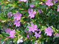 les fleurs du jardin Cuphea lilas Photo