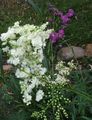 valkoinen Kukka Mesiangervo, Dropwort kuva ja ominaisuudet