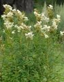 I fiori da giardino Meadowsweet, Dropwort, Filipendula bianco foto