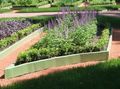 Dārza Ziedi Lavanda, Lavandula purpurs Foto