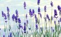 Trädgårdsblommor Lavendel, Lavandula blå Fil