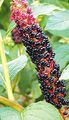 garður blóm American Pokeweed, Inkberry, Pidgeonberry, Phytolacca americana svartur mynd