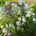 Λουλούδια κήπου Wallflower, Cheiranthus λευκό φωτογραφία