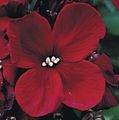 οινώδης λουλούδι Wallflower, Cheiranthus φωτογραφία και χαρακτηριστικά