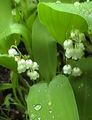Gyöngyvirág, Esetleg Harangok, A Hölgy Könnyei, Convallaria fehér fénykép