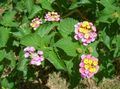 庭の花 ランタナ, Lantana ピンク フォト