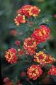 Zahradní květiny Lantana červená fotografie