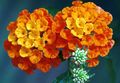 Hage blomster Lantana orange Bilde