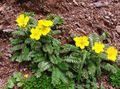 Gartenblumen Fingerkraut, Potentilla gelb Foto