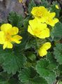 Flores de jardín Cinquefoil, Potentilla amarillo Foto