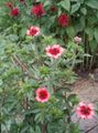 Flores de jardín Cinquefoil, Potentilla rosa Foto