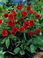 Gartenblumen Fingerkraut, Potentilla rot Foto