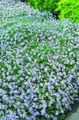 Градински цветове Laurentia, Isotoma светло синьо снимка
