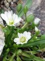 λευκό λουλούδι Lewisia, Υπηρέτριες Γκρεμό, Siskiyou Lewisia, Siskiyou Bitterroot φωτογραφία και χαρακτηριστικά