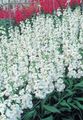 bílá Květina Zahradnický Inventář fotografie a charakteristiky