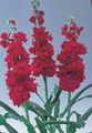 červená Kvetina Záhradnícky Inventár fotografie a vlastnosti
