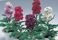 burgundia Floare Stoc Gradina fotografie și caracteristici