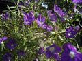 violet Floare Oglindă Venus fotografie și caracteristici