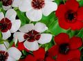 les fleurs du jardin Lin Écarlate, Le Lin Rouge, La Floraison Du Lin, Linum grandiflorum blanc Photo