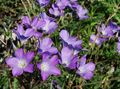 les fleurs du jardin Linum Pérenne lilas Photo