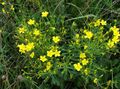 gul Blomst Linum Flerårig Bilde og kjennetegn