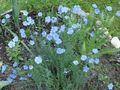 svetlo modra Cvet Linum Perennial fotografija in značilnosti