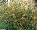 Flores do Jardim Orelha De Leão, Cauda De Leão, Dagga Selvagem, Leonotis leonurus laranja foto