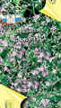 les fleurs du jardin Pepperweed Naine, Lepidium nanum lilas Photo
