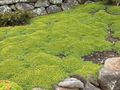 Sodo Gėlės Azorella, Yareta žalias Nuotrauka