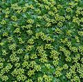 Záhradné kvety Azorella, Yareta zelená fotografie
