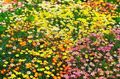 Λουλούδια κήπου Ψευδείς Αστέρια Μωρό, Leptosiphon κίτρινος φωτογραφία