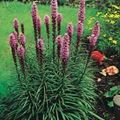 pink Flower Gayfeather, Blazing Star, Button Snakeroot Photo and characteristics