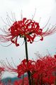 Vrtno Cvetje Spider Lily, Presenečenje Lily, Lycoris rdeča fotografija