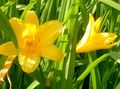 Ogrodowe Kwiaty Dzień-Lily, Hemerocallis pomarańczowy zdjęcie