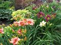 Градински цветове Daylily, Hemerocallis винен снимка