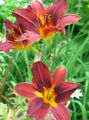 Dārza Ziedi Dienliliju, Hemerocallis sarkans Foto