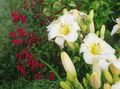 Градински цветове Daylily, Hemerocallis бял снимка