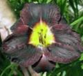 Hage blomster Daylily, Hemerocallis svart Bilde