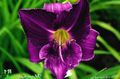 Ogrodowe Kwiaty Dzień-Lily, Hemerocallis purpurowy zdjęcie