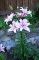 Trädgårdsblommor Lilja De Asiatiska Hybrider, Lilium lila Fil