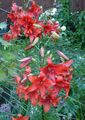 Ogrodowe Kwiaty Lilia Azjatycka, Lilium czerwony zdjęcie