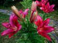 οινώδης λουλούδι Κρίνος Οι Ασιάτες Υβρίδια φωτογραφία και χαρακτηριστικά