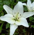 თეთრი ყვავილების ლილი აზიური ჰიბრიდები სურათი და მახასიათებლები