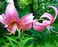 ροζ λουλούδι Κρίνος Οι Ασιάτες Υβρίδια φωτογραφία και χαρακτηριστικά