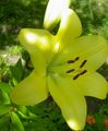 žlutý Květina Lilie Asijského Hybridy fotografie a charakteristiky