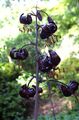 μαύρος λουλούδι Martagon Κρίνος, Καπάκι Κοινή Τούρκου Κρίνος φωτογραφία και χαρακτηριστικά